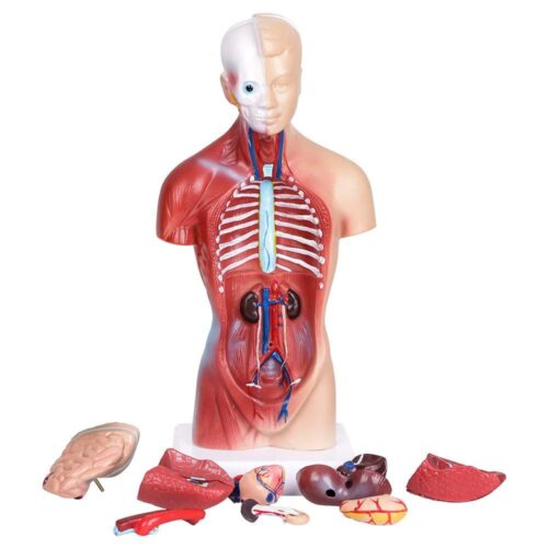 Modele anatomiczne odpowiedniej jakości i w interesujących pakietach.