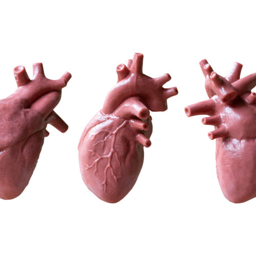 Modele anatomiczne — Nowoczesne modele medyczne układu pokarmowego