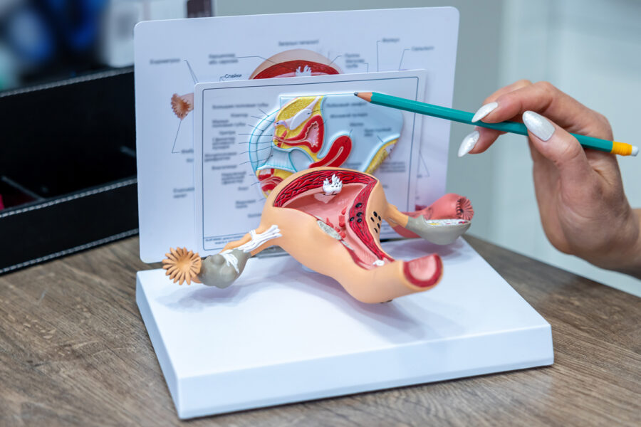 Modele anatomiczne nadciśnienia tętniczego jako niezastąpione wsparcie w edukacji i zwalczaniu chorób cywilizacyjnych