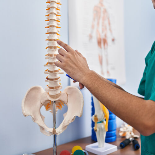 Modele anatomiczne szkieletu człowieka użyteczne wsparcie w uczeniu się budowy ciała i bieżącej nauce