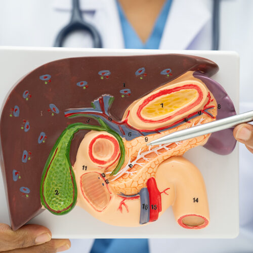 Modele anatomiczne jako niezastąpione środek w szkolnictwie medycznym i codziennej pracy klinicznej.