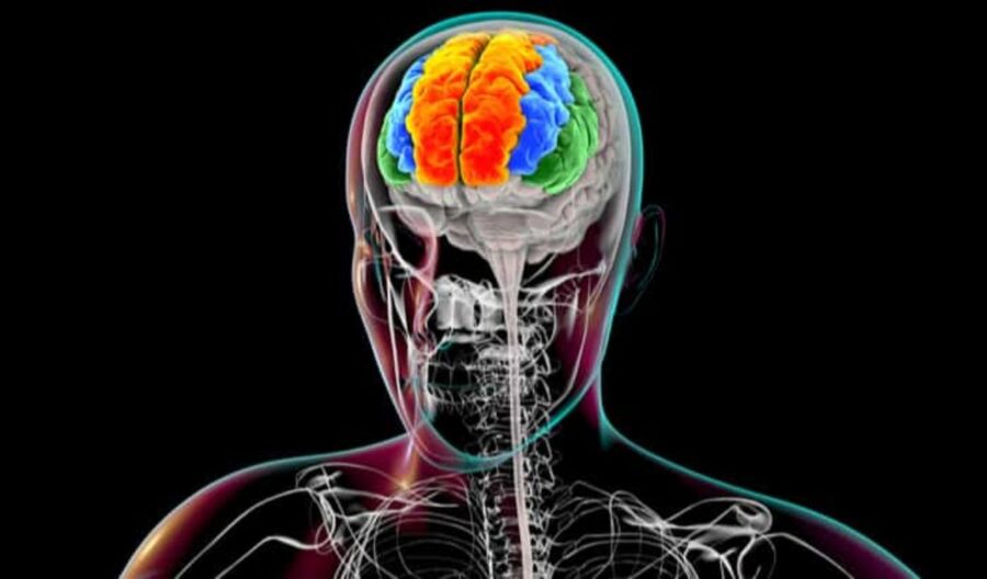 Aktualne modele anatomiczne: nauka, użycie i rozwój metod