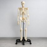 Anatomiczne modele w praktyce: jak wybierać, stosować i wykorzystywać w edukacji medycznej, biologicznej i weterynaryjnej