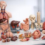 Modele anatomiczne: praktyczny przewodnik po narzędziach do nauki narządów i układów człowieka