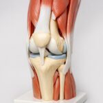 Modele anatomiczne do nauki mięśni, kości i stawów — praktyczny przewodnik